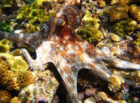 bayahibe, excursies